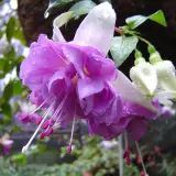 Gurus Fuchsia Collection 5- Double Basket Pot Or Garden Gurus Fuchsia Collection 5- Double Basket Pot Or Garden