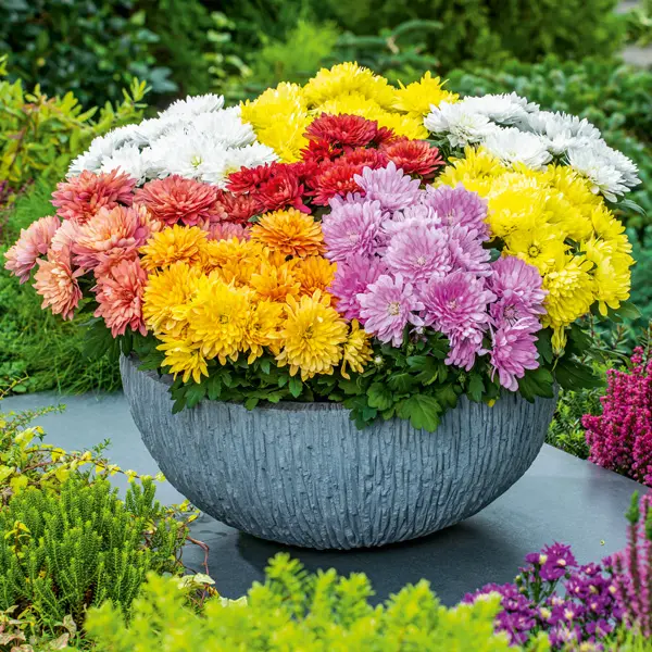 Pot Mum Chrysanthemum Lucky Dip