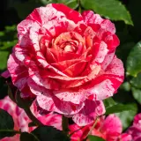 Rose Its Magic Rosfima - Garden Express Australia