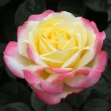 Rose Kordes Jubilee Roshkju - Garden Express Australia
