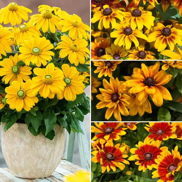 Rudbeckia Sunbeckia Lucky Dip Collection