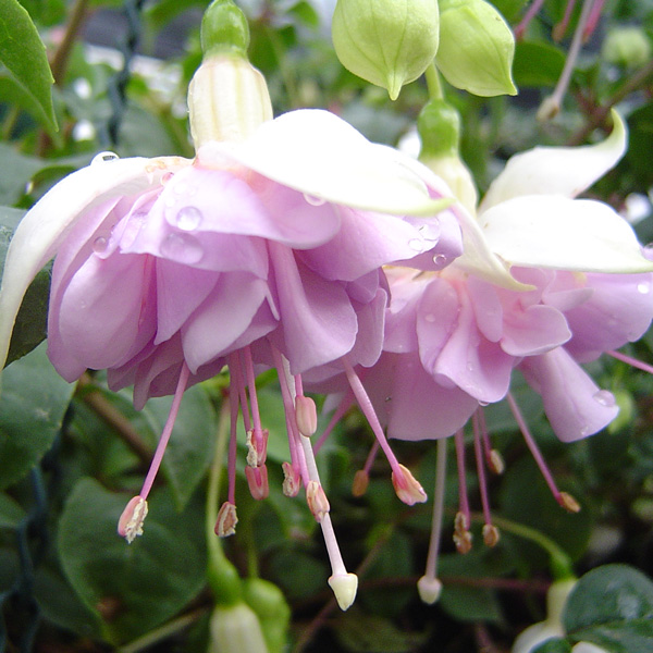 Gurus Fuchsia Collection 2- Double Baskets