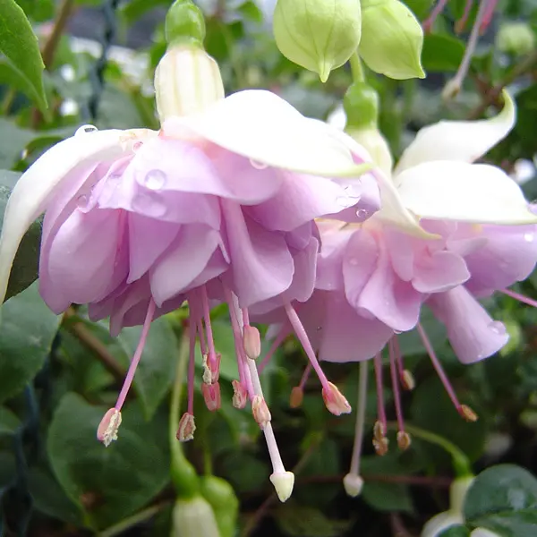 Gurus Fuchsia Collection 2- Double Baskets Gurus Fuchsia Collection 2- Double Baskets