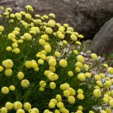 Santolina Primrose Gem Lposanpge - Garden Express Australia