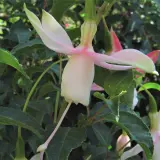 Gurus Fuchsia Collection 6 – Compact Single Upright Gurus Fuchsia Collection 6 – Compact Single Upright