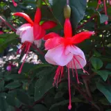 Gurus Fuchsia Collection 6 – Compact Single Upright Gurus Fuchsia Collection 6 – Compact Single Upright