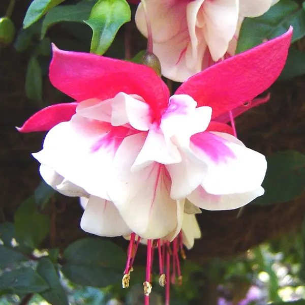 Gurus Fuchsia Collection 5- Double Basket Pot Or Garden