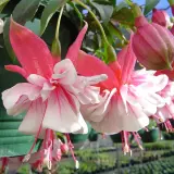 Gurus Fuchsia Collection 8- Compact Double Baskets Or Pots Gurus Fuchsia Collection 8- Compact Double Baskets Or Pots