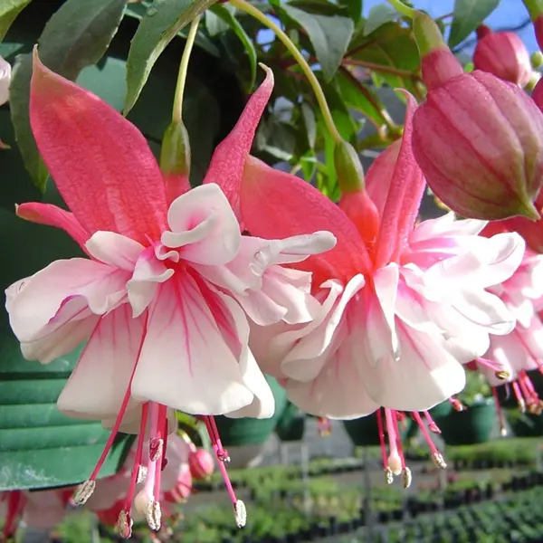Gurus Fuchsia Collection 8- Compact Double Baskets Or Pots Gurus Fuchsia Collection 8- Compact Double Baskets Or Pots