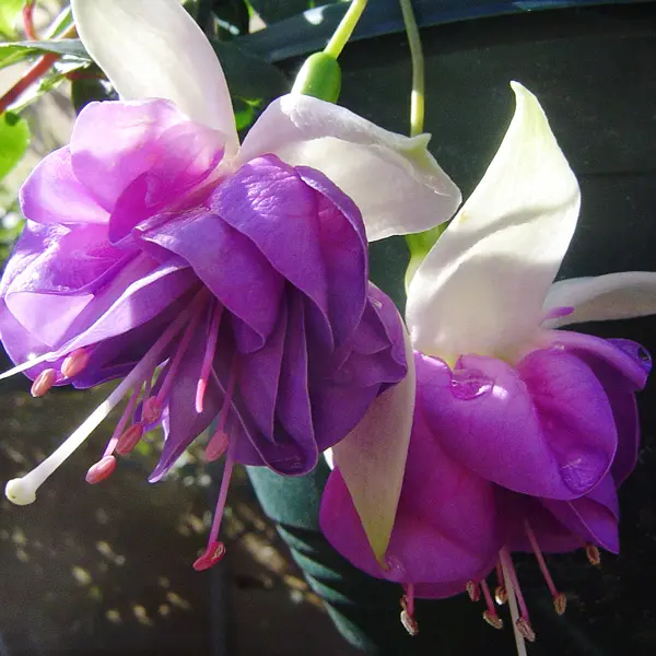 Gurus Fuchsia Collection 7- Double Basket Pots Or Protected Garden Gurus Fuchsia Collection 7- Double Basket Pots Or Protected Garden