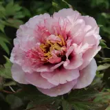 Tree Peony Zephyrus 2025 Pktpazep - Garden Express Australia