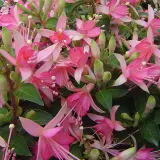 Gurus Fuchsia Collection 6 – Compact Single Upright Gurus Fuchsia Collection 6 – Compact Single Upright