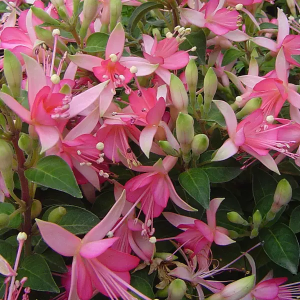 Gurus Fuchsia Collection 6 – Compact Single Upright