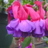 Gurus Fuchsia Collection 7- Double Basket Pots Or Protected Garden Gurus Fuchsia Collection 7- Double Basket Pots Or Protected Garden