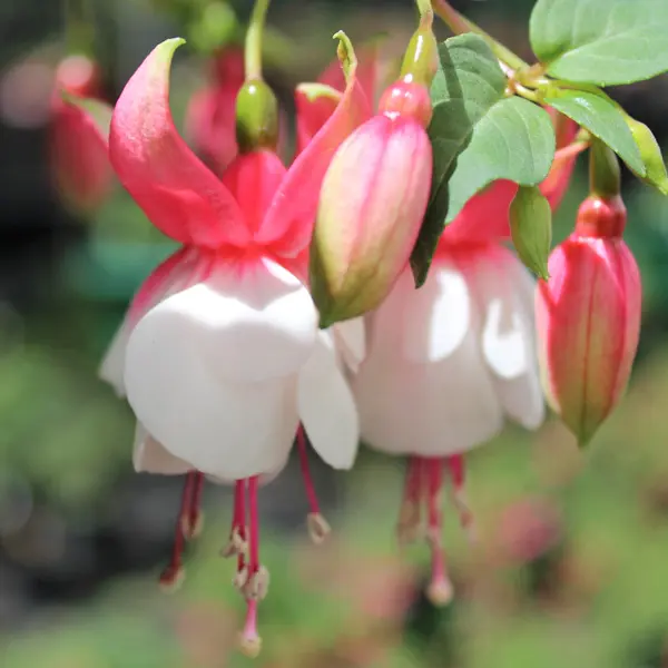 Gurus Fuchsia Collection 4-single Basket