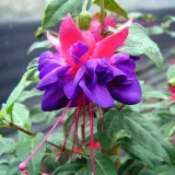Gurus Fuchsia Collection 8- Compact Double Baskets Or Pots Gurus Fuchsia Collection 8- Compact Double Baskets Or Pots