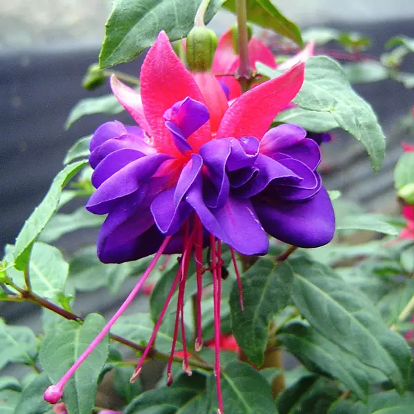 Gurus Fuchsia Collection 8- Compact Double Baskets Or Pots