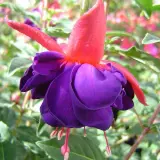 Gurus Fuchsia Collection 7- Double Basket Pots Or Protected Garden Gurus Fuchsia Collection 7- Double Basket Pots Or Protected Garden