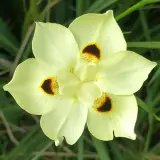 Dietes Bicolour Lpodiebco - Garden Express Australia