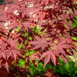Acer Atropurpureum - Garden Express Australia