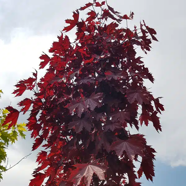 Acer Crimson Sentry