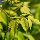 Acer Kellys Gold Acer Kellys Gold