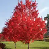 Acer October Glory Treaceogl - Garden Express Australia