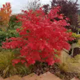 Acer Osakazuki Treaceosa - Garden Express Australia