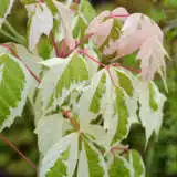 Acer Pink Flamingo Treacepfl - Garden Express Australia