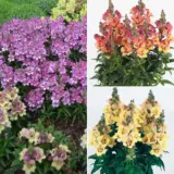 Antirrhinum Antirinca Collection Colantaco - Garden Express Australia