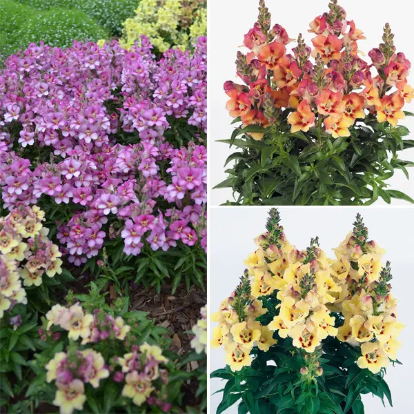 Antirrhinum Antirinca Collection Antirrhinum Antirinca Collection