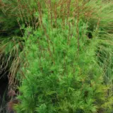 Baloskion Green Wedge Lpobalgwd - Garden Express Australia