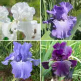 Bearded Iris Collection 5 2025 Colbirco5 - Garden Express Australia