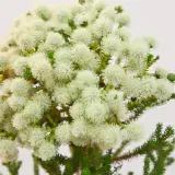 Berzelia Buttonbush Snow Berzelia Buttonbush Snow