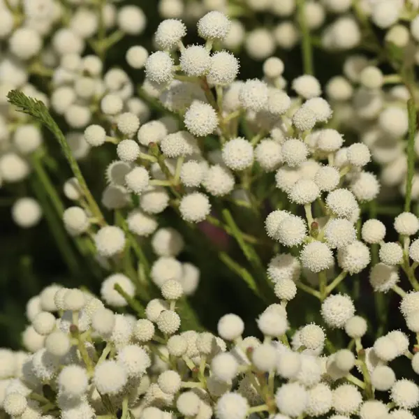 Berzelia Buttonbush Snow Berzelia Buttonbush Snow