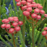 Brunia Majira P10brumaj - Garden Express Australia