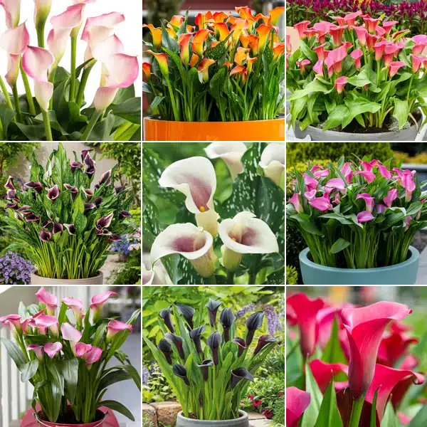 Calla Lily Ultimate Collection Calla Lily Ultimate Collection