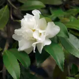 Camellia Mine No Yuki Lpocammny - Garden Express Australia