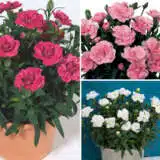 Carnation Oscar Collection Colcaroco - Garden Express Australia