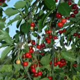 Cherry Morello Cherry Morello