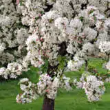 Crab Apple Gorgeous Trecapgor - Garden Express Australia