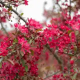 Crab Apple Tom Matthews Trecaptma - Garden Express Australia