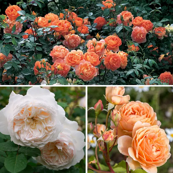 David Austin English Rose Peaches & Cream Collection- 3 Roses