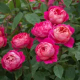 David Austin Rose Benjamin Britten Rosdbbr - Garden Express Australia