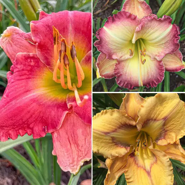 Daylily Winter Trio – Collection 1 Daylily Winter Trio – Collection 1