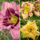 Daylily Winter Trio 2 2025 Coldliwt2 - Garden Express Australia