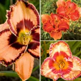 Daylily Winter Trio 3 2025 Coldliwt3 - Garden Express Australia