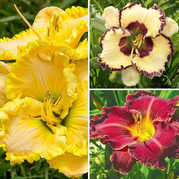 Daylily Winter Trio – Collection 1