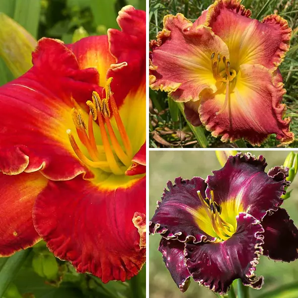 Daylily Winter Trio – Collection 1