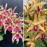 Dendrobium Hildas Artist Crimson Lake Hcc Aoc X Brimbank Cosmic Cobber Journey Lpodorhab - Garden Express Australia